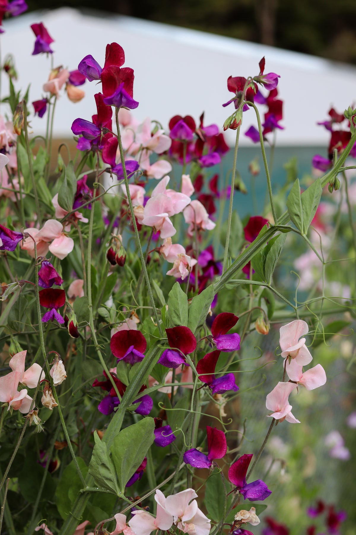 DIY Flower Buckets